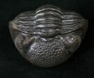 Wide Enrolled Eldredgeops Trilobite - Silica Shale #16056-4